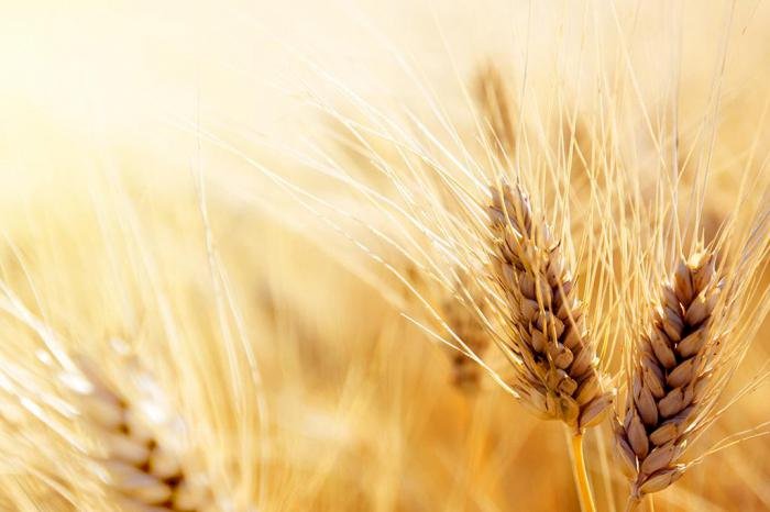 Елімізге бидай әкелуге тыйым салынады