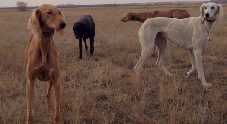 Тазы мен төбетті сақтау мәселелері бойынша бөлек заң әзірленеді