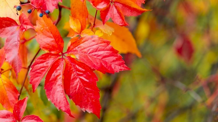 Алдағы күндері ауа райы жылы болады