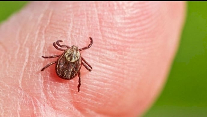 Алматыда кене энцефалиті және Лайм ауруымен сырқаттану көрсеткіші артты