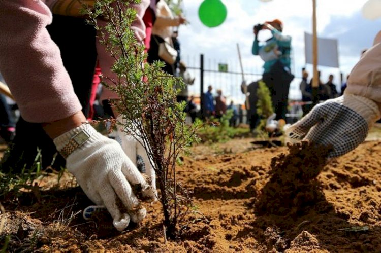 Алматыны көгалдандыру: Ерболат Досаев көшет егудің жаңа ережесін айтты