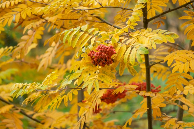 Қош енді, қош бол, күрең күз!