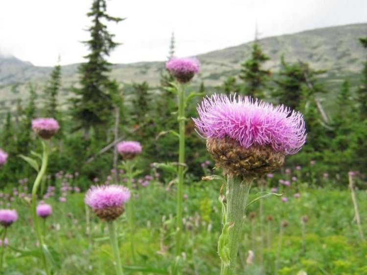 Шипалы өсімдіктерді ретсіз пайдаланудан дәрілік шөптер қоры азайып барады