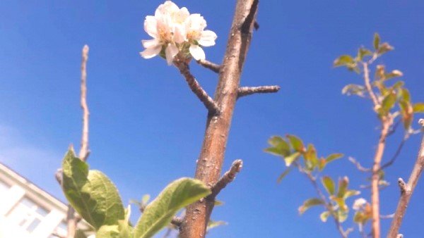 Түркістан облысында алма ағашы гүлдеді