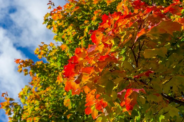 Алдағы күндері Қазақстанның басым бөлігінде жаңбыр жауады