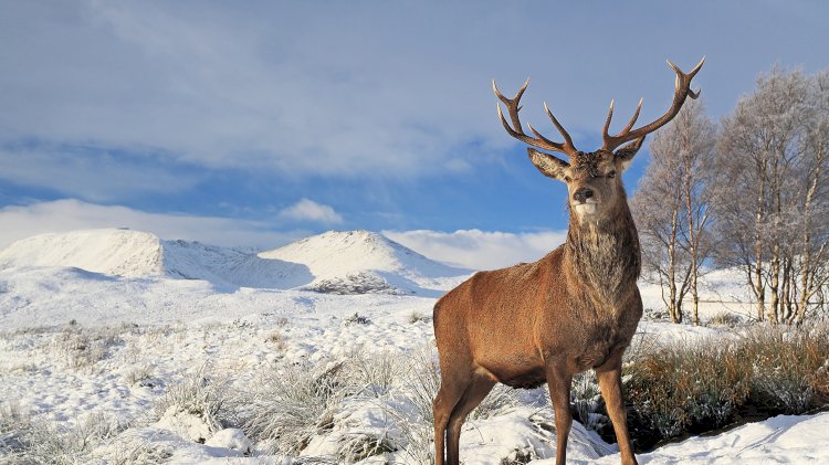 «Бұғының мойын жуары»