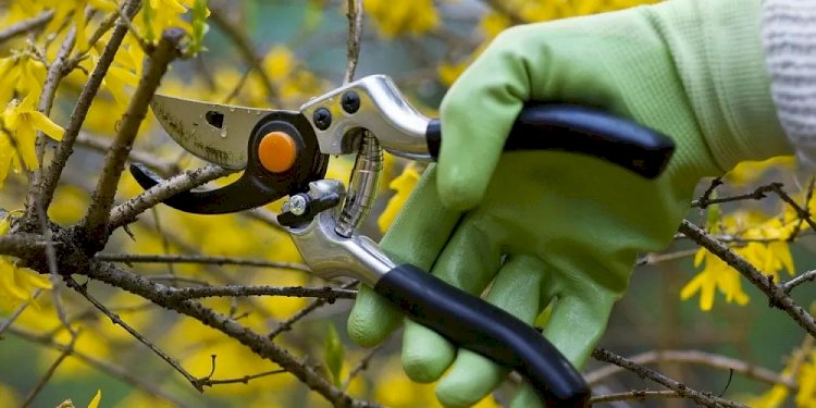 Бостандық ауданында санитарлық мақсатта 4500 ағаш кесілді