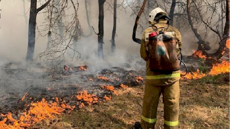 Қостанай облысында болған орман өрті табиғи емес