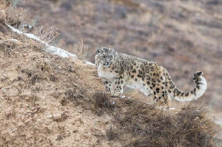 Қазақстанда 180-ге жуық қар барысы мекендейді
