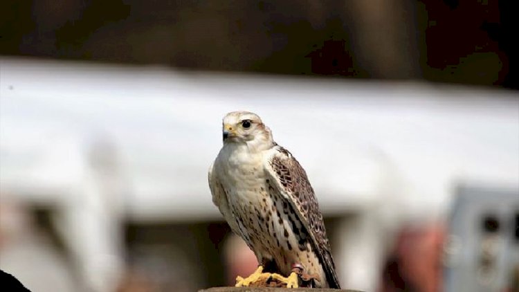 Қызыл кітапқа енген ителгіні қырғыз асырмақ болғандар ұсталды