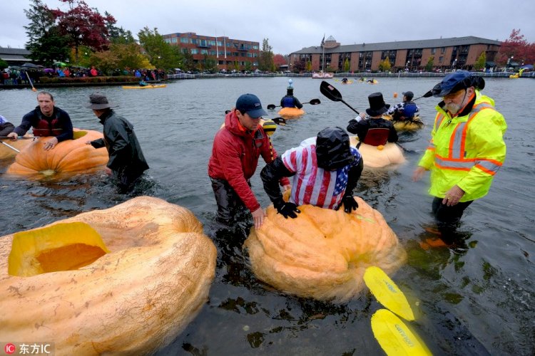 Асқабақ ас қана емес...