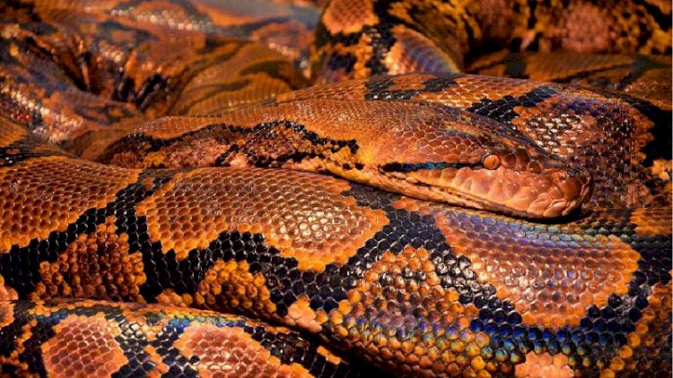 Индонезияда жеті метрлік питон әйелді жұтып қойды