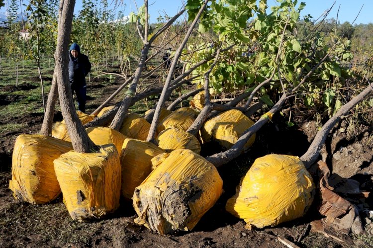 Алматылықтар «Жасыл аула» акциясы аясында 1700 көшет алды