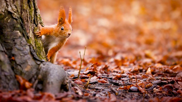 Синоптиктер қараша айында ауа райы қандай болатынын айтты