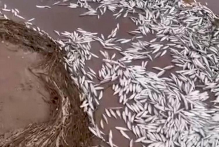 Министрлік Қапшағайдағы балықтардың қырылуына қатысты түсінік берді