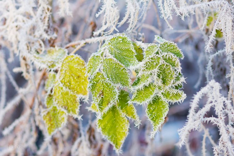 «Бозқырау» – қыстың жаршысы