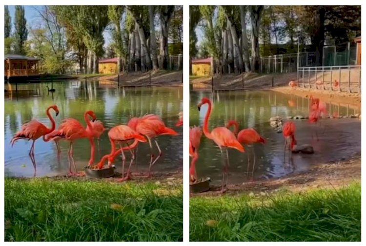 Алматы хайуанаттар бағының құрылғанына 85 жыл толды