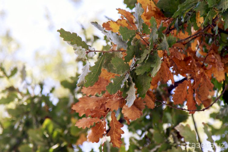 Қазақстанның басым бөлігінде ауа райының тұрақсыз болады