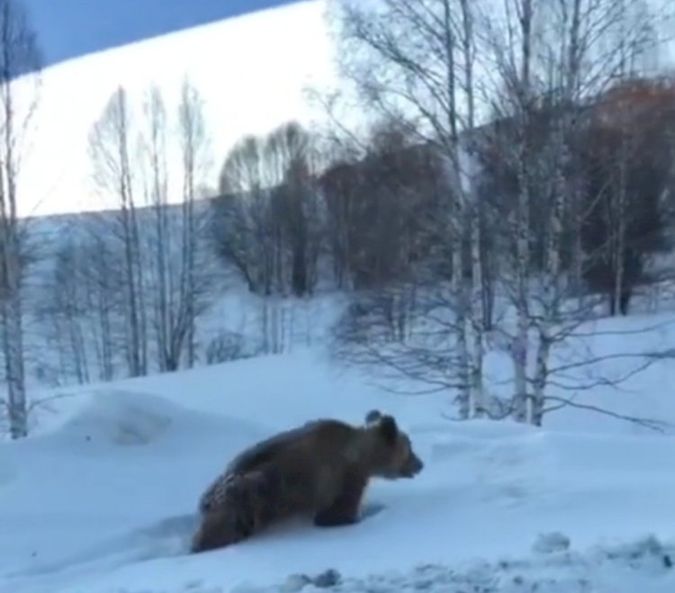 Шығыс Қазақстан облысында жол үстінде келе жатқан аю бейнежазбаға түсіп қалды