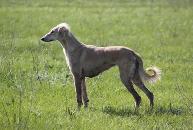 Тазы мен төбетті сақтау мәселелері бойынша заң жобасы әзірленді