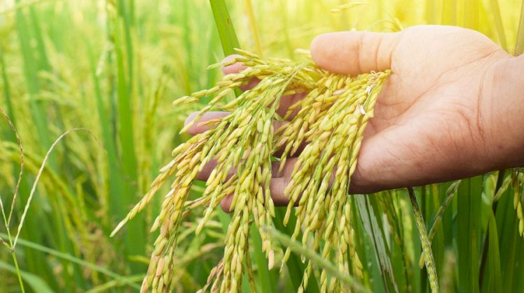 Қызылордалық студенттер күріштен қағаз шығарады