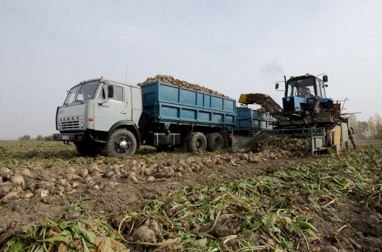 Жетісулық шаруалар қант қызылшасы алқаптарына жаңбырлатып суару технологиясын енгізе бастады
