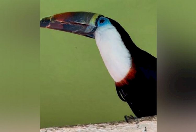 Алматы зообағына ақ кеуделі тукандардың жұбы әкелінді