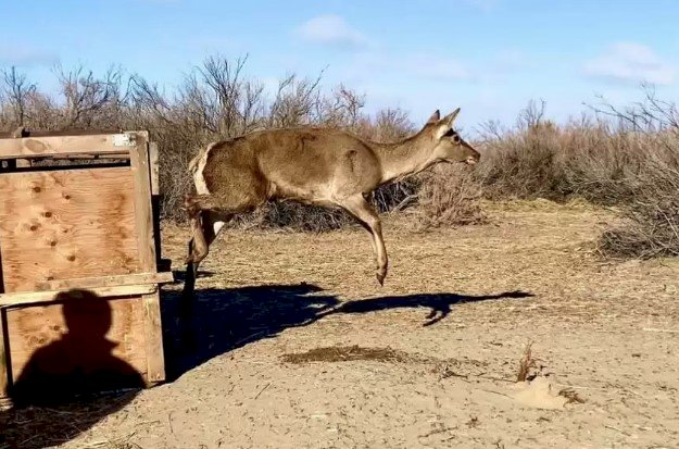 Іле-Балқаш резерваты құландармен толықты