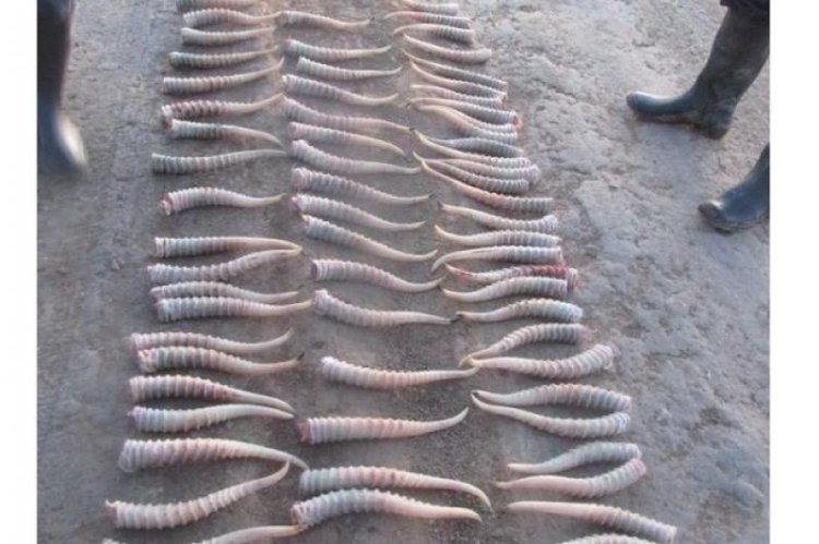 Алматы тұрғынынан 500-ге жуық киік мүйізі тәркіленді