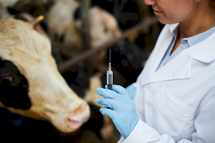 Келер жылдан бастап ветеринарлардың жалақысы кезең-кезеңімен өседі