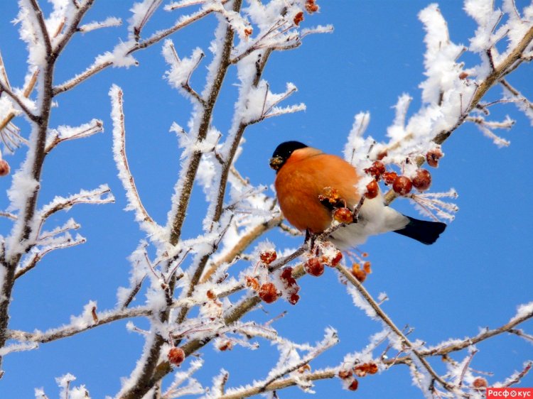 Аязы мол «ақырап»