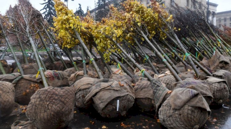 Биыл Медеу ауданында 126 мың көшет отырғызылды