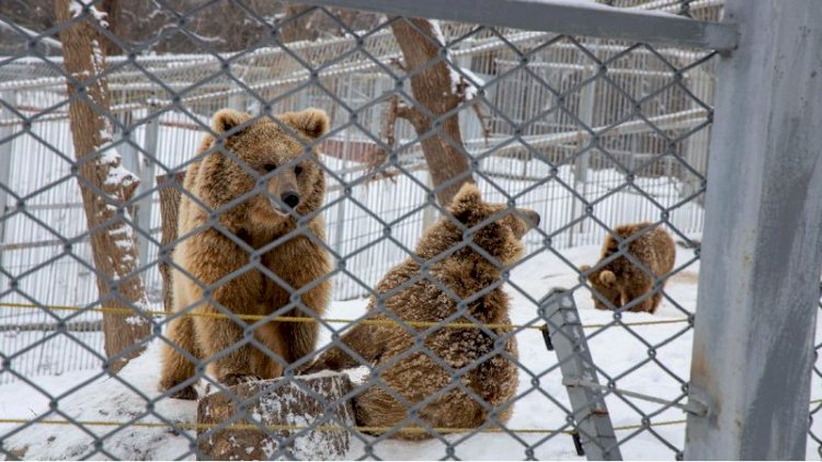 Алматыдағы хайуанаттар бағы қалпына келтірілмек