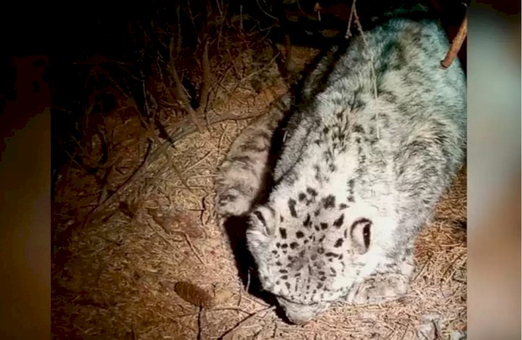 Алматыда қар барысының өлімі полиэтилен пакеттің салдарынан болған