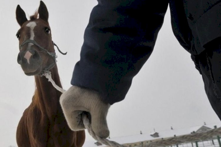 Қазақстанда мал ұрлығы 20 пайызға азайған