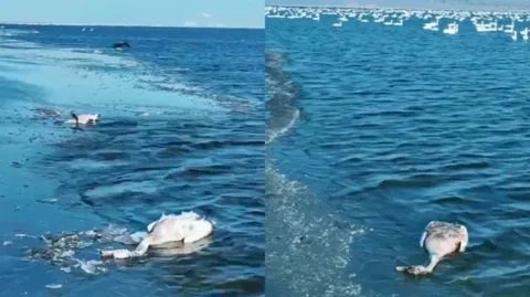 Маңғыстауда Қаракөл жағалауынан өлі аққулар табылды