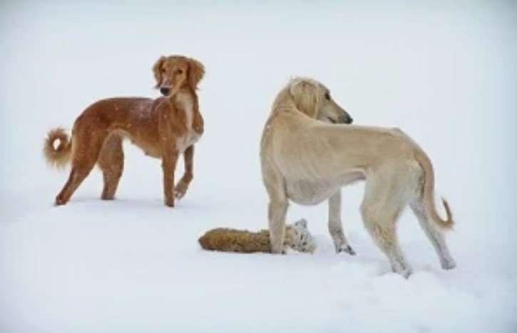 Төбет пен тазыны күтіп-баптауға көңіл бөлінбек