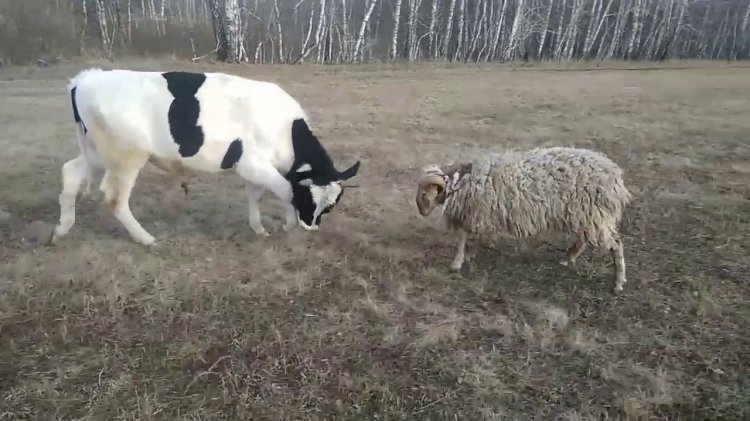 Бұқа мен қошқар экспортына арнайы квота енгізілді