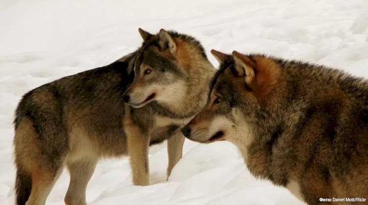 Швецияда қасқырларды аулау басталды