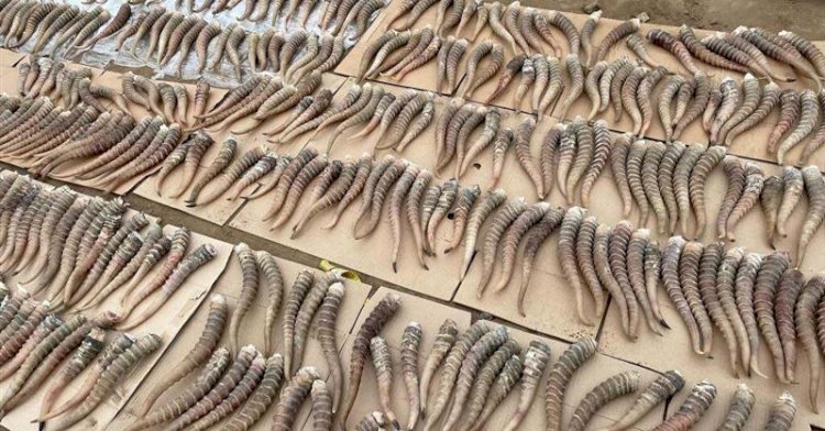 Ақбөкен мүйіздерін сатпақ болған Жетісу облысының тұрғыны ұсталды