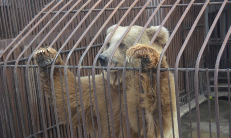 Елдегі зообақтардың жалпы саны азайып барады