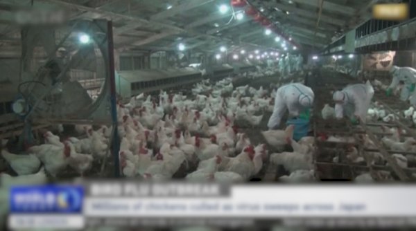 Жапонияда құс тұмауына байланысты 10 миллиондай тауықтың көзі жойылды