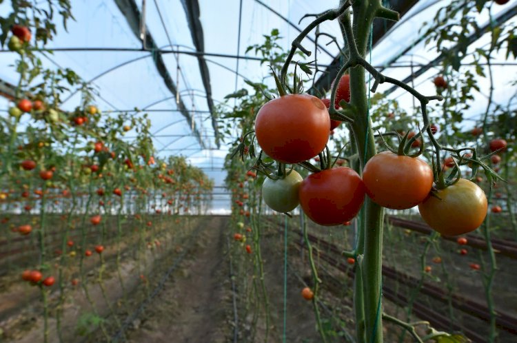 АШМ жылыжайларды субсидиялай бастады