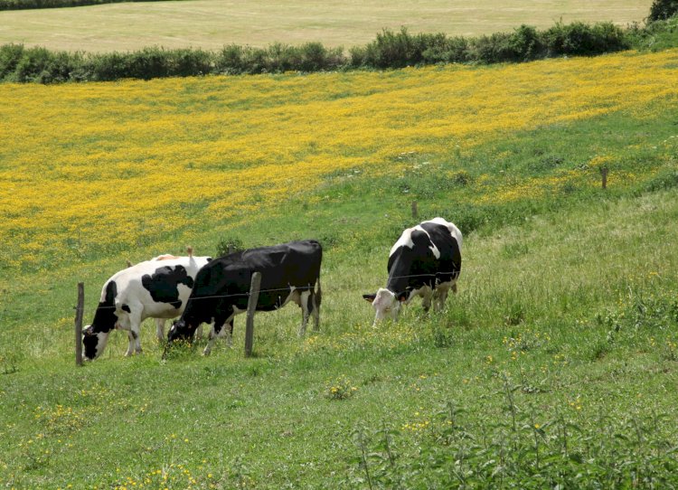 Ауыл маңындағы жайылымдар кеңейтіледі