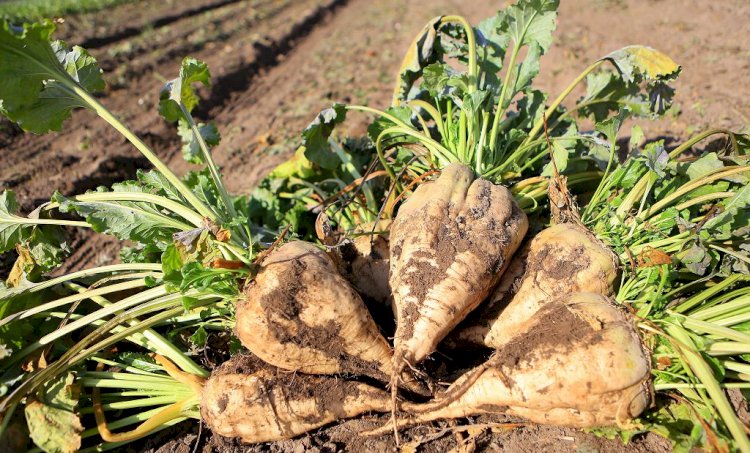 Биылғы егіс маусымында қандай дақылдарға басымдық беріледі?