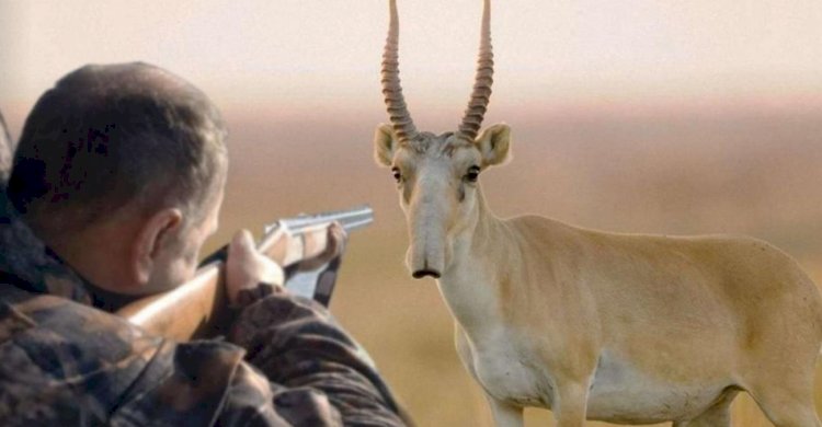 Ғылыми-зерттеулер мақсатында киік атуға рұқсат берілмек