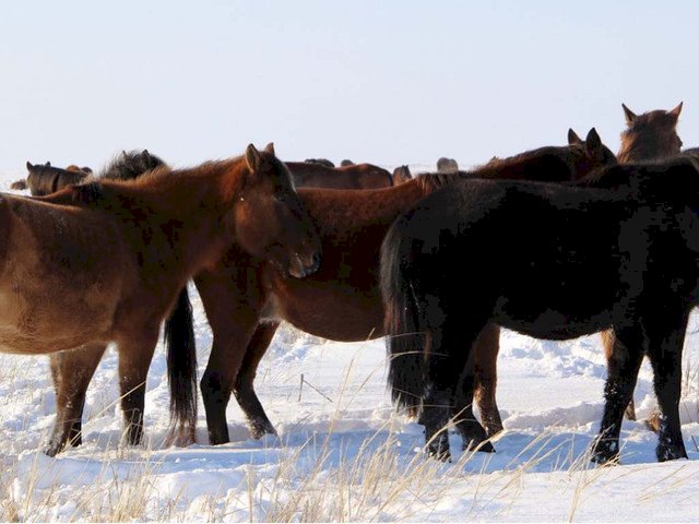 Ауыл шаруашылығы ғылымындағы тың жаңалық