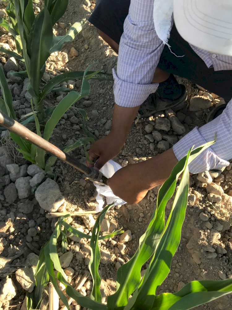 Өнімділікті болжаудың әдісі әзірленуде