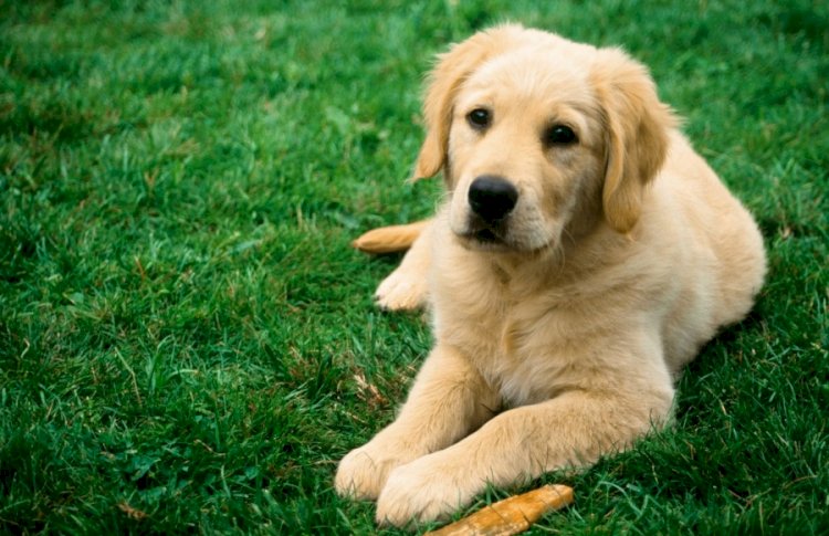 Иттер адамның ойын оқи алады