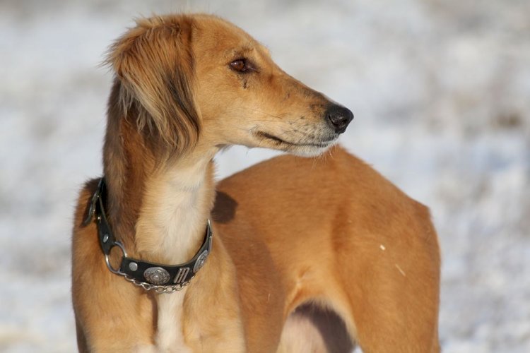 Қазақы ит тұқымдарының ортақ стандарты бекітілмек